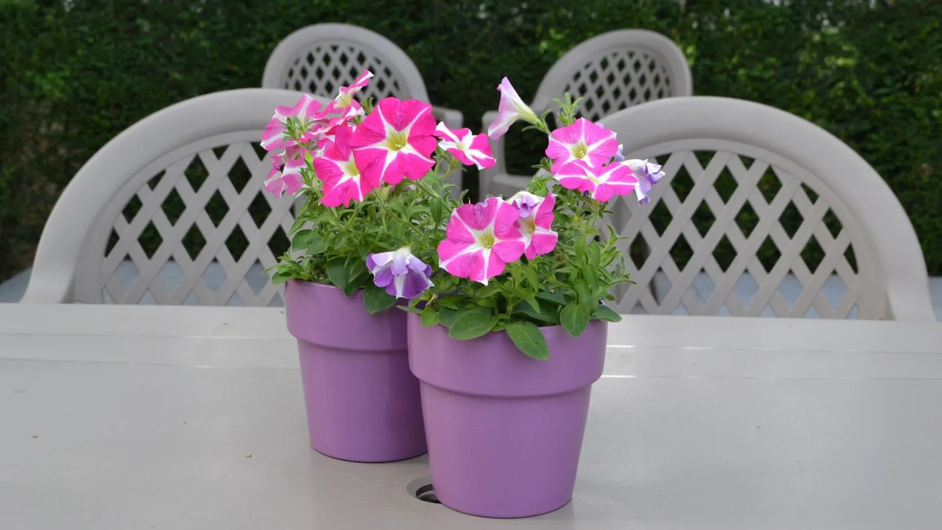 **** Nocleg ze śniadaniem B&B Lobelia-Brugge Belgia